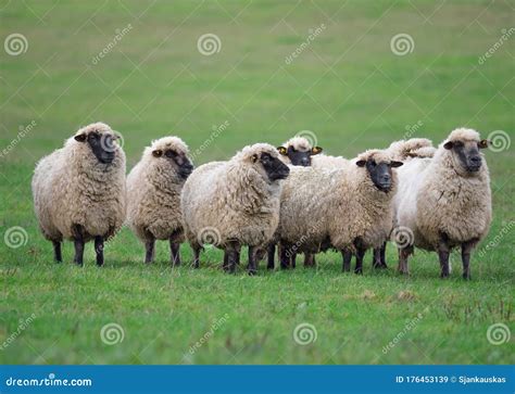 Flock of Domestic Sheep in a Green Meadow, Farming, Agriculture Stock ...