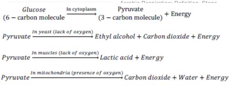 give chemical equation for respiration that occurs in --1) yeast cells ...