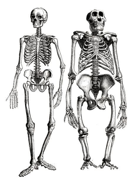 Human Backbone Evolution Chart 的图像结果
