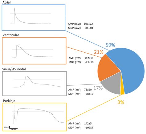 A Human 3D Cardiomyocyte Risk Model to Study the Cardiotoxic Influence ...