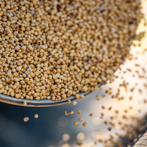 Buy All-Natural Jowar (Sorghum) Atta | Pure Jowar Atta Shop Now