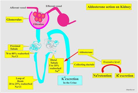 Aldosterone and Renin-Angiotensin System - Labpedia.net