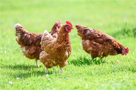 How Long Do Chickens Live? Factors Affecting Their Lifespan