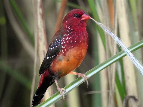 11 Red Headed Birds in Hawaii (With Photos) - Sonoma Birding