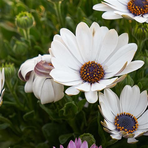 Buy Dimorphotheca Sinuata White Flower Seeds from AllThatGrows
