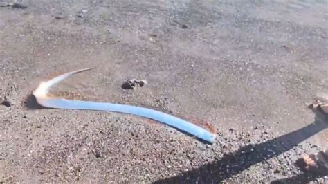 Watch | ‘Doomsday fish’ spotted at Mexican coast. Is this a warning for ...