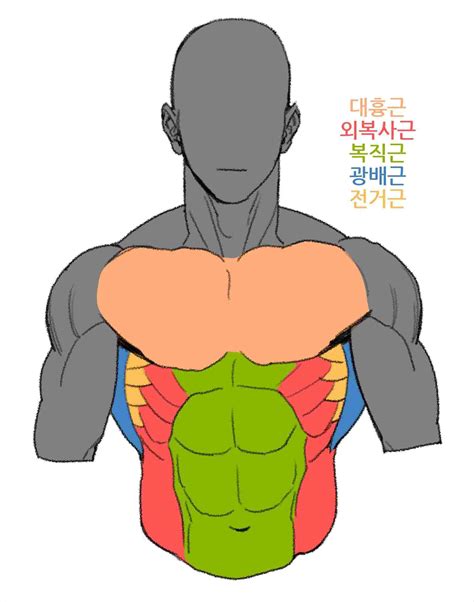 Male Body Reference Drawing - Torso Anatomie Cuerpo Malen Skizzen Hmm ...