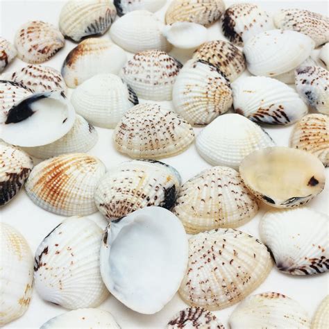 PEPPERLONELY Thick Venus Clam Sea Shells, 8 OZ Apprx. 45+ PC Shells, 1 ...