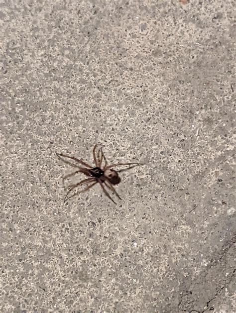 What is this spider? Brown spider. About the size of a quarter. Found ...