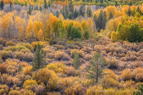 Conway Summit Fall Colors - Alexander S. Kunz Photography