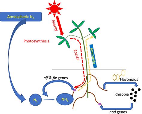 Image result for Nitrogen Fixation Process