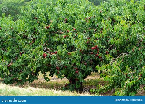 Sweet Ripe Black Cherry Berries Hanging on Cherry Tree in Fruit Orchard ...