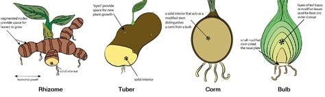 Image result for NEET Root Modification Questions