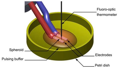 Effects of Nanosecond Pulsed Electric Field (nsPEF) on a Multicellular ...