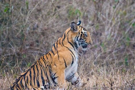 #Endangered : Bengal Tiger (Panthera Tigris Tigris), Kabini, Karnataka ...