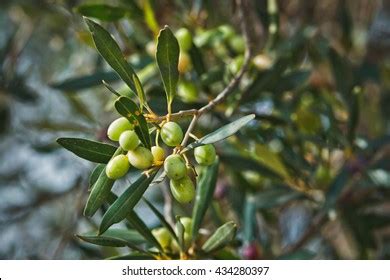 Olive Python Habitat 的图像结果