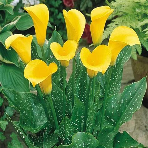 Outdoors, Perennial, Garden (Calla Lilies) Rich Colors Calla Lily ...