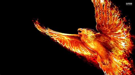 Custom Task Evaluation - Phoenix HD Wallpaper Vector Art