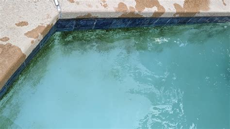 Algae on walls : r/pools