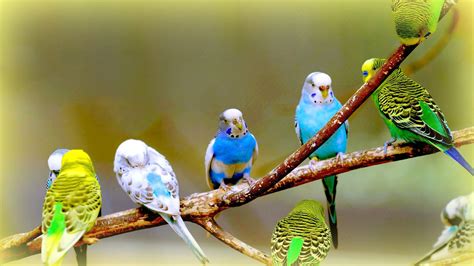 Joyful Budgerigars | Pet birds, Budgies, Budgies bird