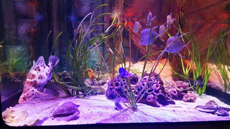 100 Gallon Fish Tank Dimensions