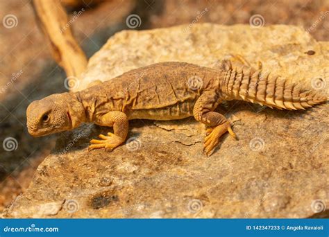 Uromastyx Princeps Or Spiny-tailed Lizard Stock Photo | CartoonDealer ...