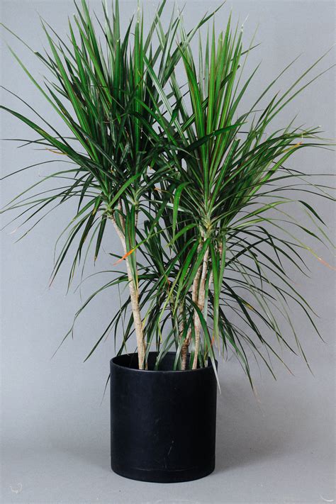 How To Care For The Dracaena Marginata – Grounded