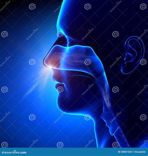 Sinuses - Breathing / Human Anatomy Stock Illustration - Illustration of care, black: 38001550 - illustration of sinuses