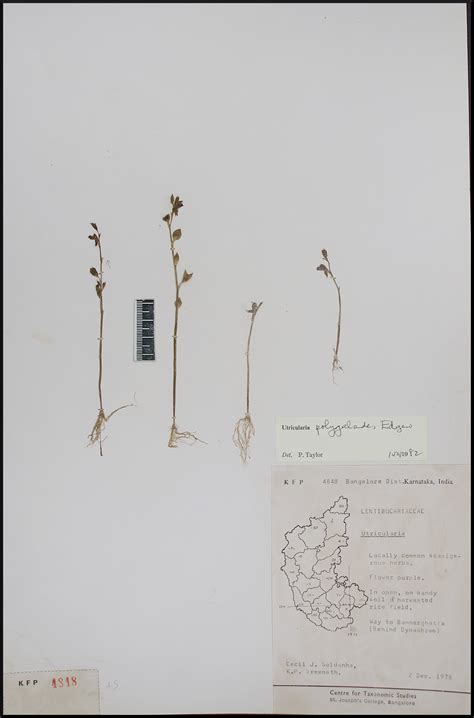 Herbarium JCB