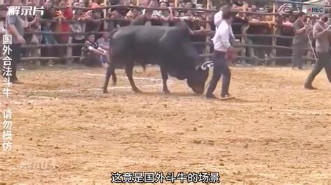 贵州：“超级牛王”斗牛大赛 迎万人围观