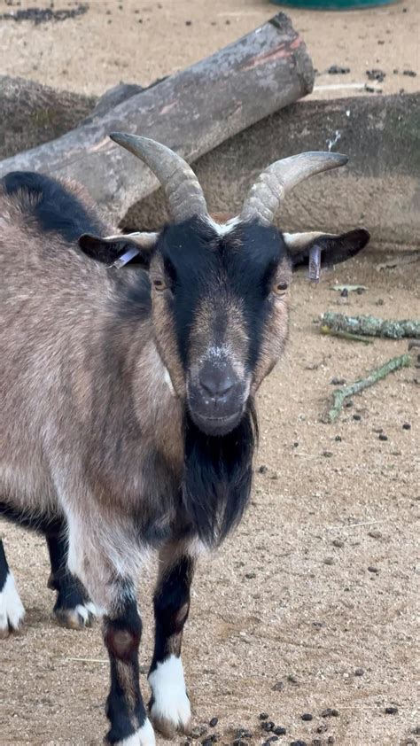 Image result for Goat Mating Behavior