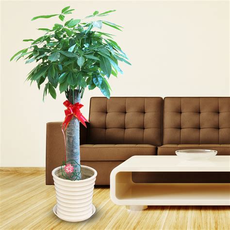 【办公室绿植】盆栽_办公室植物_办公室大型绿色植物|图片|价格-万花花卉网