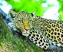 Image result for Top 10 Cutest Wild Animals
