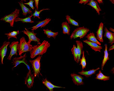 Cell Fluorescence 的图像结果