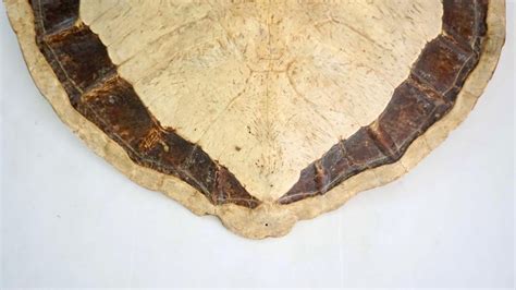 Sea Turtle Shell 的图像结果