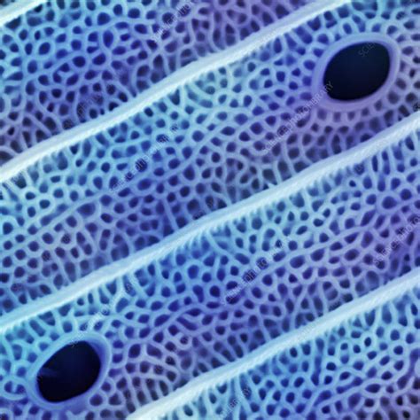 Image result for Wing Scale Machine