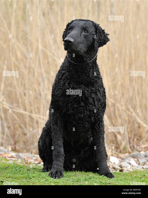 curly coated retriever dog Stock Photo - Alamy