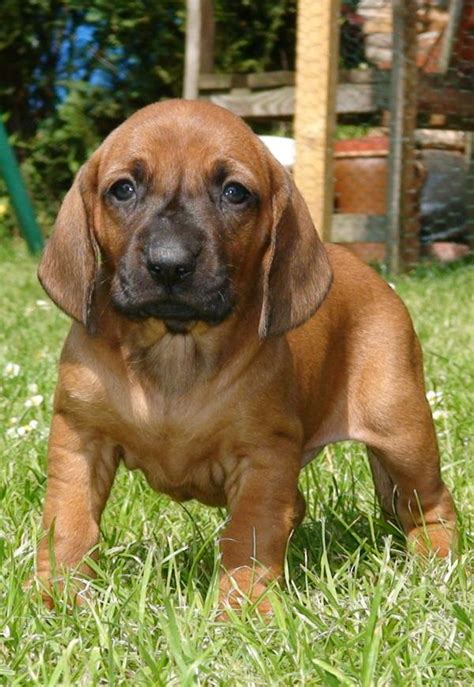 BGS Bayerischer Gebirgsschweißhund Welpen in Travemünde | Tiere ...