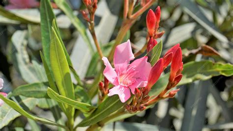 Premium Photo | Flowers of Nerium oleander also known as Rose laurel ...