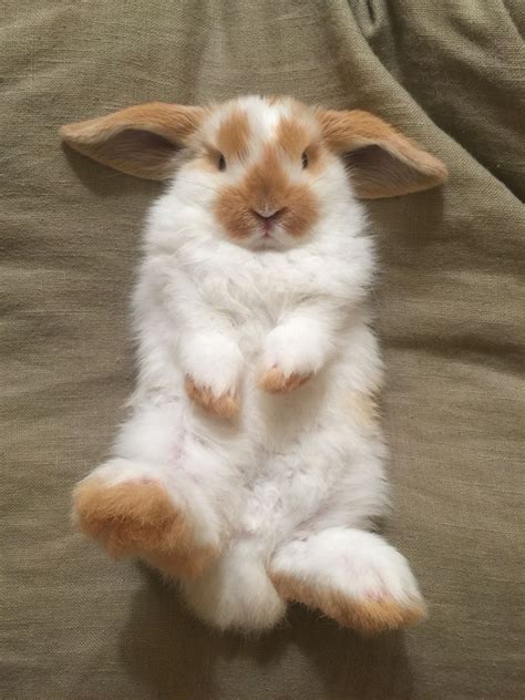 8 week old broken orange Holland Lop bunny rabbit. Cute Bunny Pictures ...