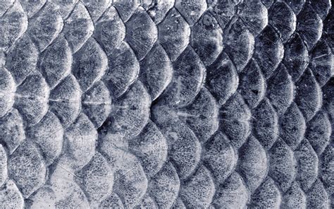 Types Of Scales On Fish at Paul Nichols blog