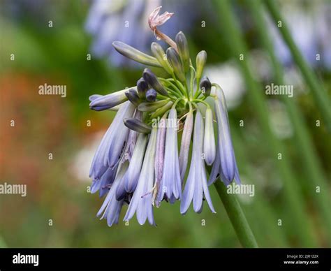 Pendulous tubular blue flowers of the late summer blooming perennial ...