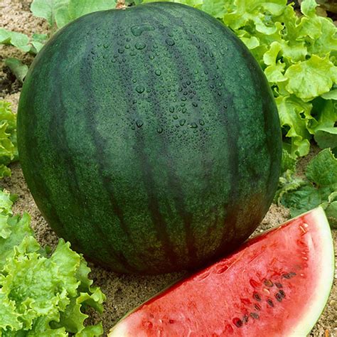 Watermelon - Black Diamond Seeds