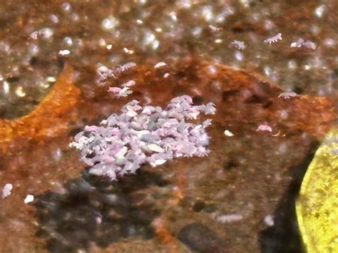 Image result for Purple Spring Tails