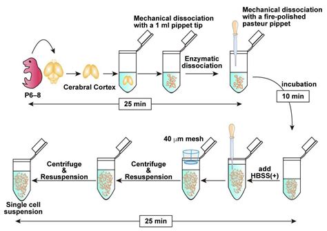 An Efficient Electroporation Protocol Supporting In Vitro Studies of ...