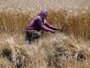 crop insurance: Government to shell out Rs 4k cr more on recast crop ...