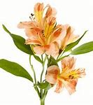 Image result for Alstroemeria Bouquet