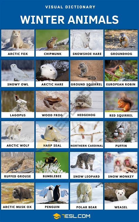 Winter Animals: 50+ Cool Winter Animals in English