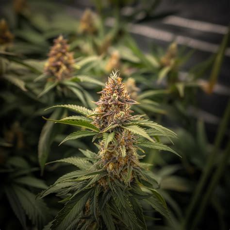 Joker Strain Information & Effects