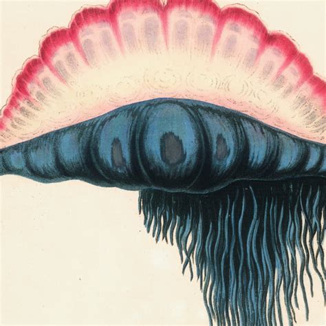 James Forbes : Medusa – Red Earth